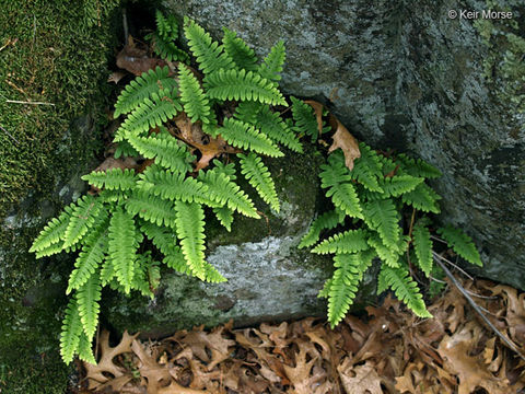 Image of rock polypody