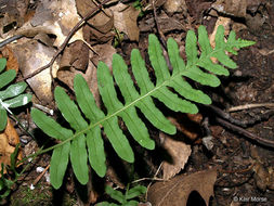 Image de Polypodium virginianum L.