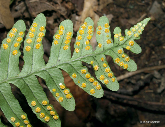 Image de Polypodium virginianum L.