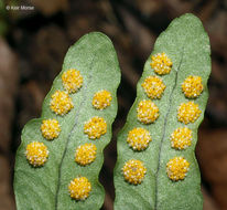 Image of rock polypody