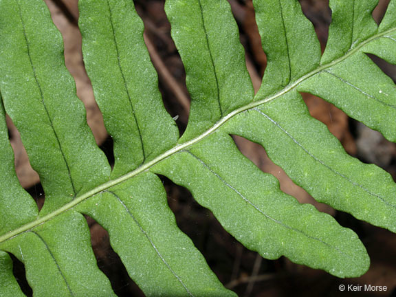 Image of rock polypody