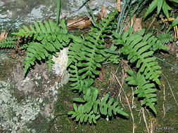 Image de Polypodium virginianum L.