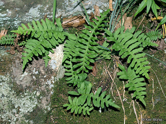 Image of rock polypody