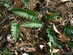 Image de Polypodium virginianum L.