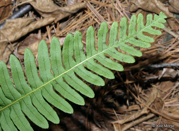 Image de Polypodium virginianum L.