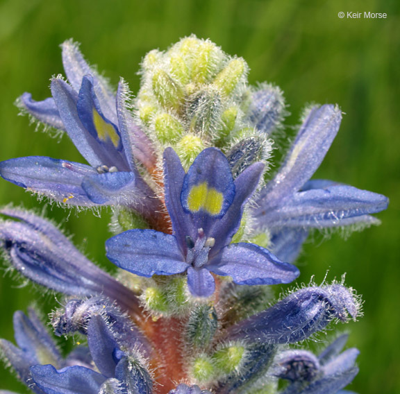 Image of pickerelweed