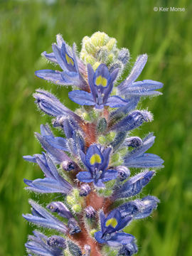 Image of pickerelweed