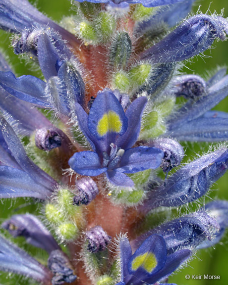 Image of pickerelweed