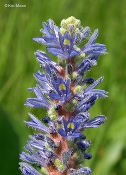 Image of pickerelweed