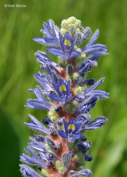 Слика од Pontederia cordata L.