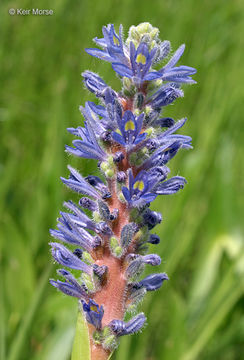 Image of pickerelweed