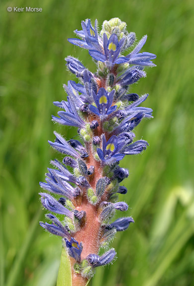 Слика од Pontederia cordata L.