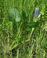 Слика од Pontederia cordata L.