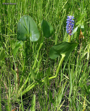 Image of pickerelweed