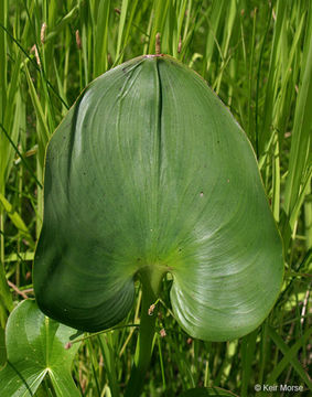 Image of pickerelweed