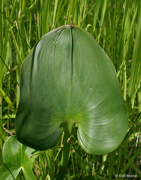 Слика од Pontederia cordata L.