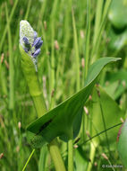 Слика од Pontederia cordata L.