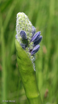 Image of pickerelweed