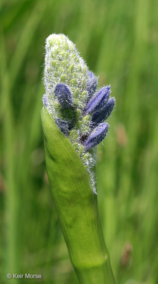 Слика од Pontederia cordata L.