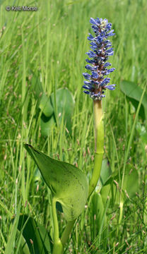 Image of pickerelweed