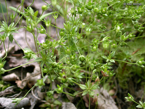 Image de Androsace occidentalis Pursh