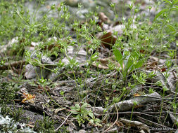 Image de Androsace occidentalis Pursh