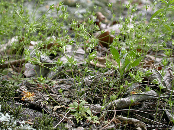 Image of western rockjasmine