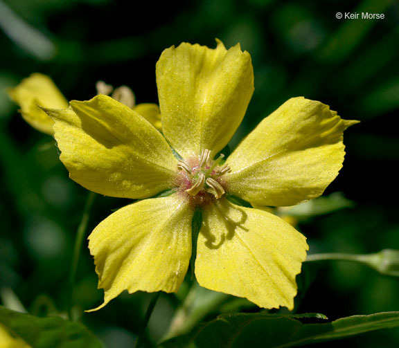 Imagem de Lysimachia ciliata L.