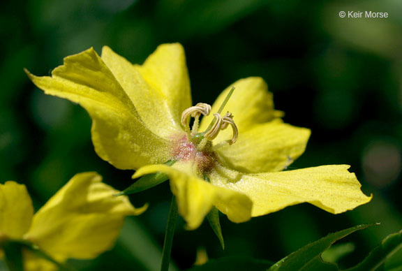 Image of fringed loosestrife