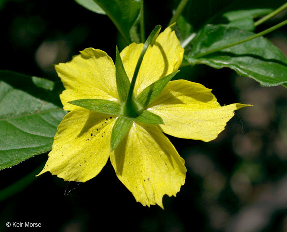 Image of fringed loosestrife