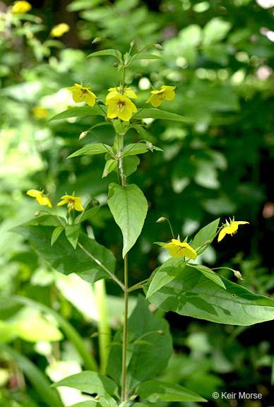 Image of fringed loosestrife