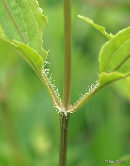 Imagem de Lysimachia ciliata L.