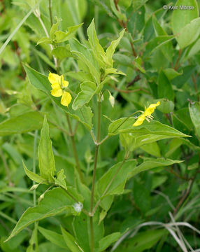 Image of fringed loosestrife