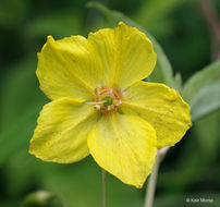 Imagem de Lysimachia ciliata L.