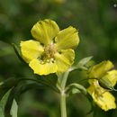 Image of lowland yellow loosestrife
