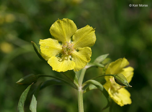 Image de Lysimachia hybrida Michx.