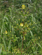 Image of Lowland Yellow-Loosestrife