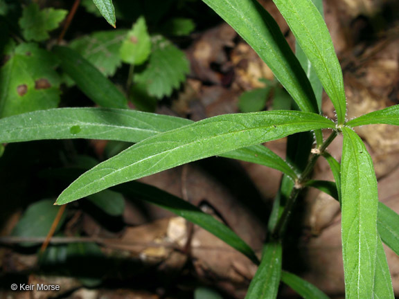 Image of Lance-Leaf Yellow-Loosestrife