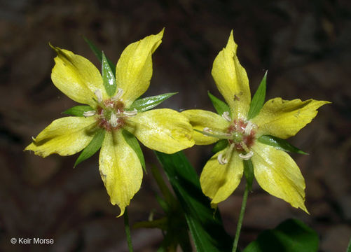 Image of Lance-Leaf Yellow-Loosestrife