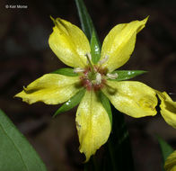 Image of Lance-Leaf Yellow-Loosestrife