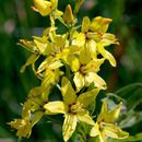 Image of earth loosestrife