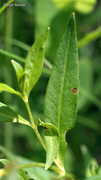 Image of earth loosestrife