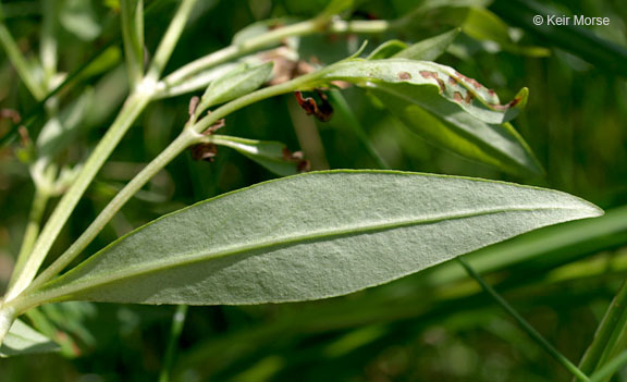 Imagem de Lysimachia terrestris (L.) Britton, Stern & Poggenb.