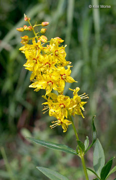 Imagem de Lysimachia terrestris (L.) Britton, Stern & Poggenb.