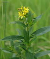 Imagem de Lysimachia terrestris (L.) Britton, Stern & Poggenb.