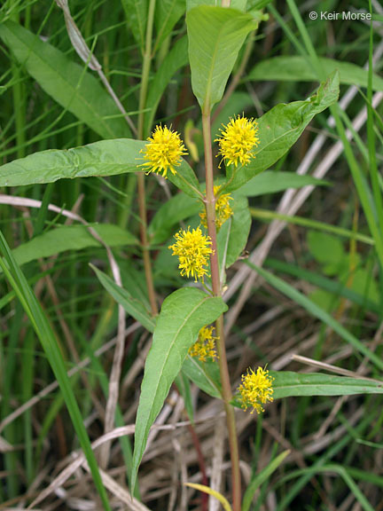 Image of Tufted Loosestrife