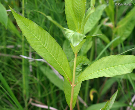 Image of Tufted Loosestrife