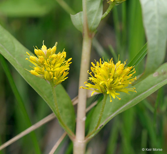 Image of Tufted Loosestrife