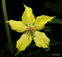 Image of southern yellow loosestrife