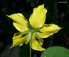 Image of southern yellow loosestrife